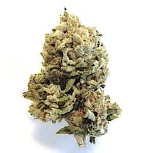 Buy Epoxy Marijuana Strain UK